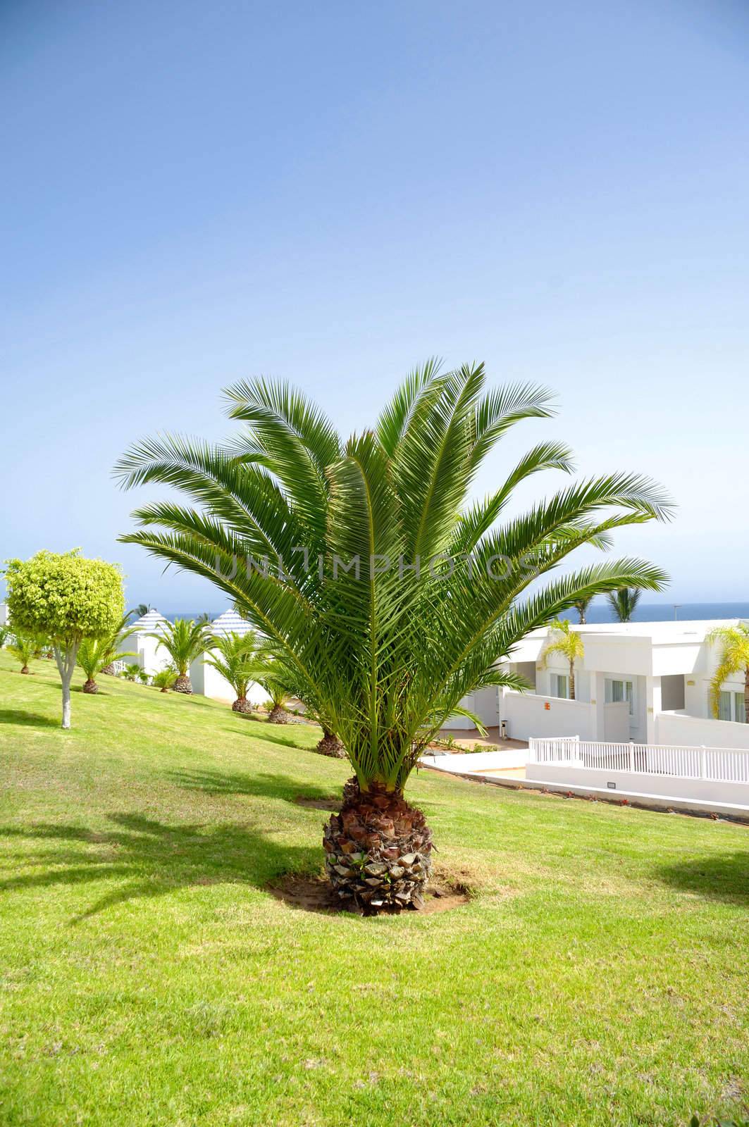 Palms in a nice garden with white houses in the background.