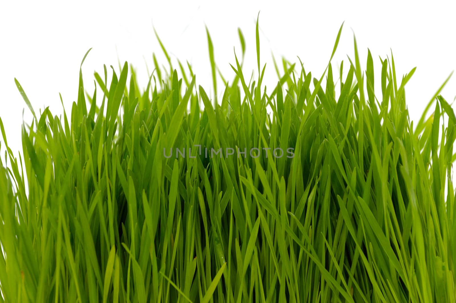 Grass taken on a clean white background.