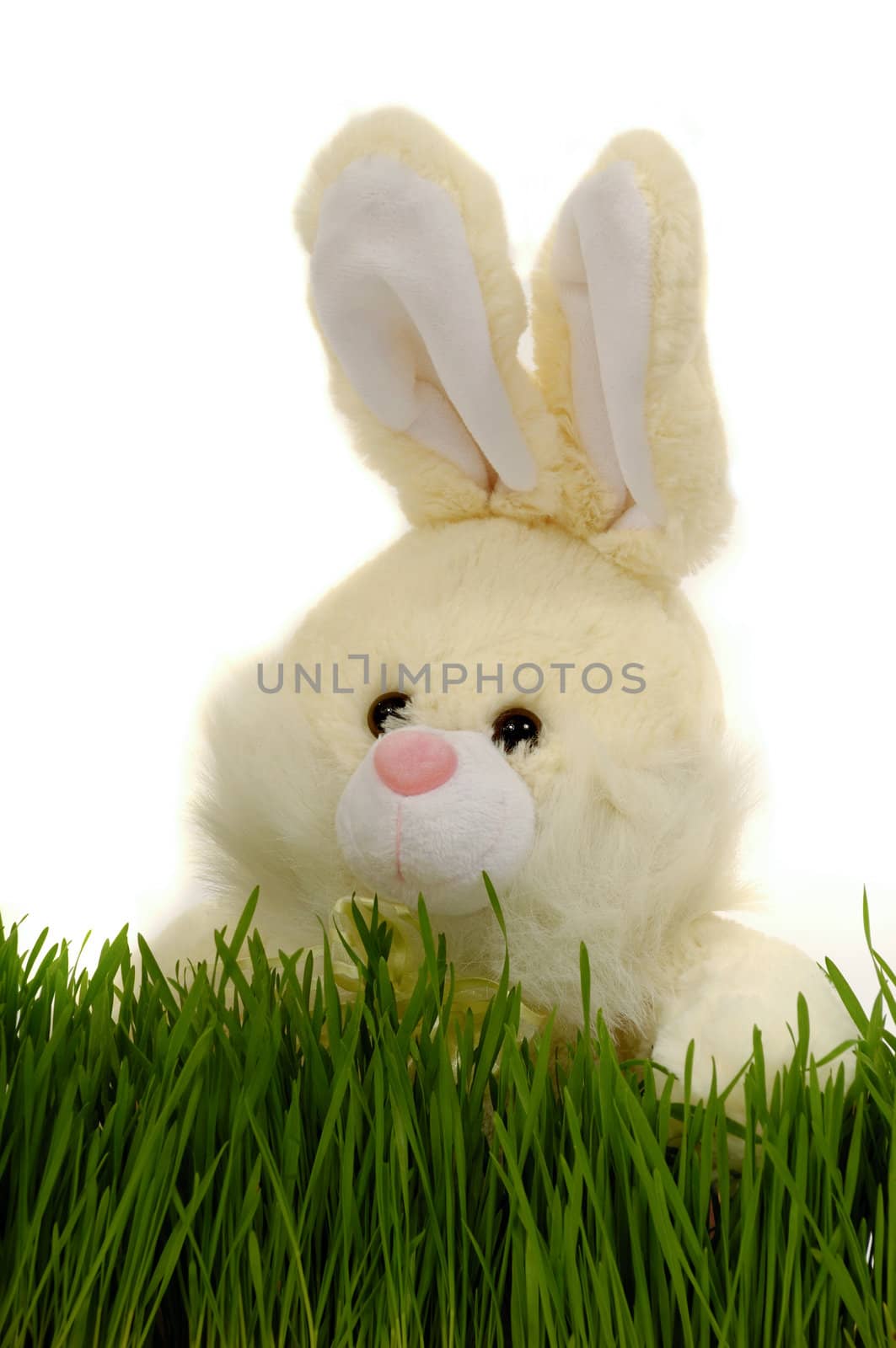 Easter bunny is hiding behind green grass. Taken on a clean white background.