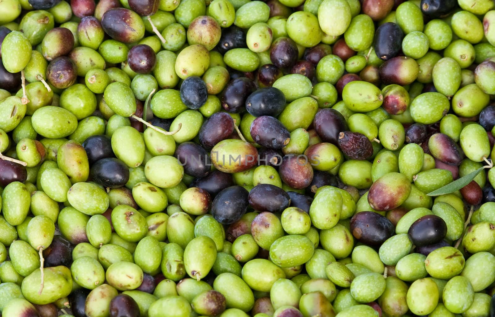 Group of black and green olives
ready to be processed into oil