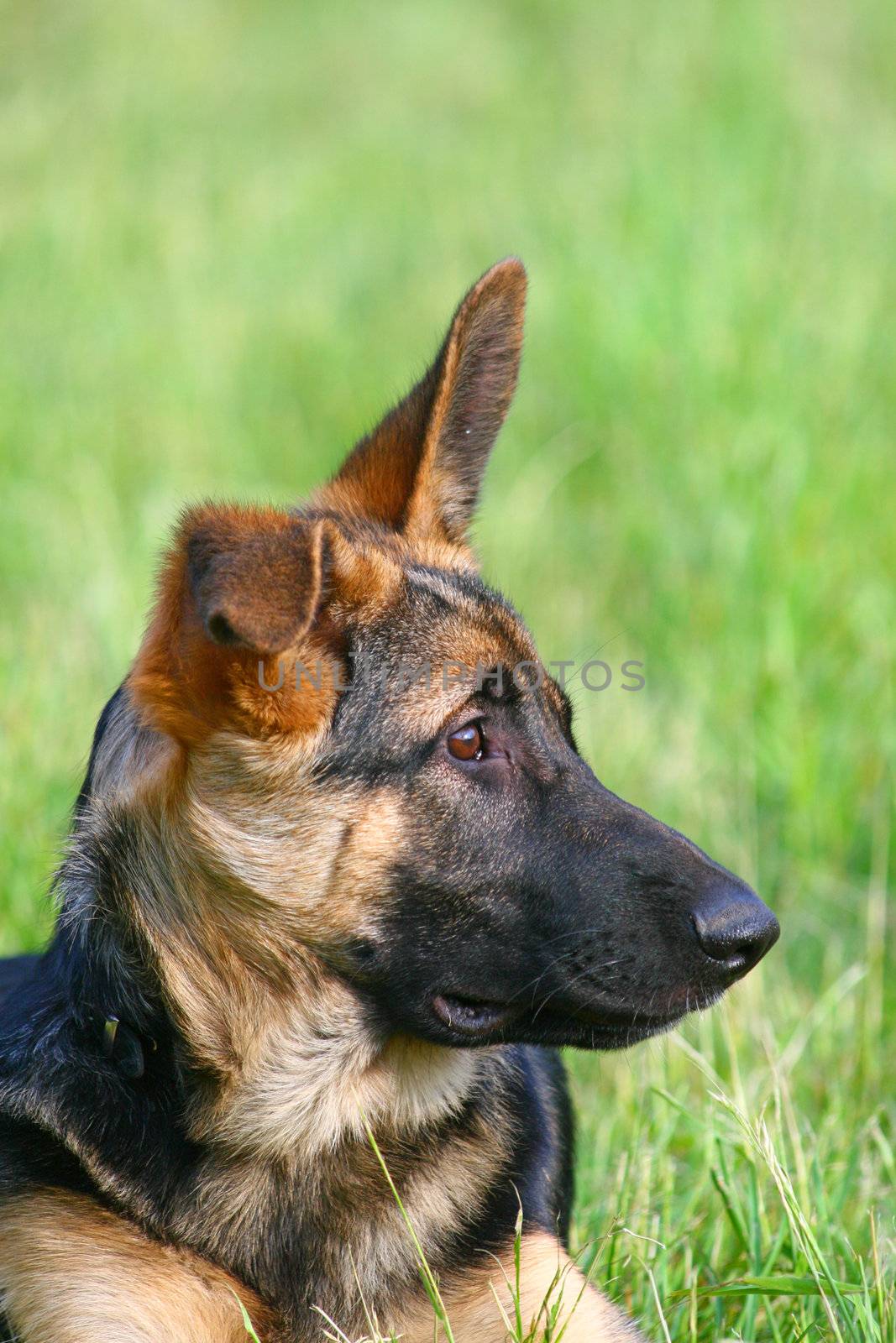 Portrait of a german shepherd puppy