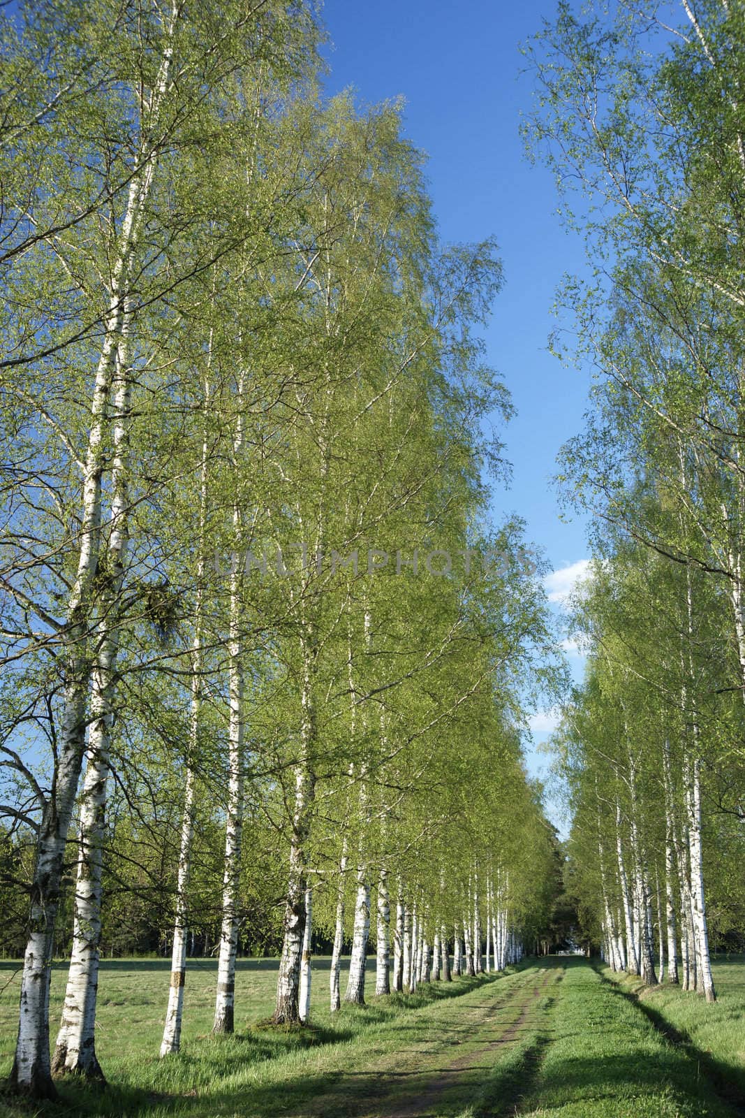 Spring birches alley in the park