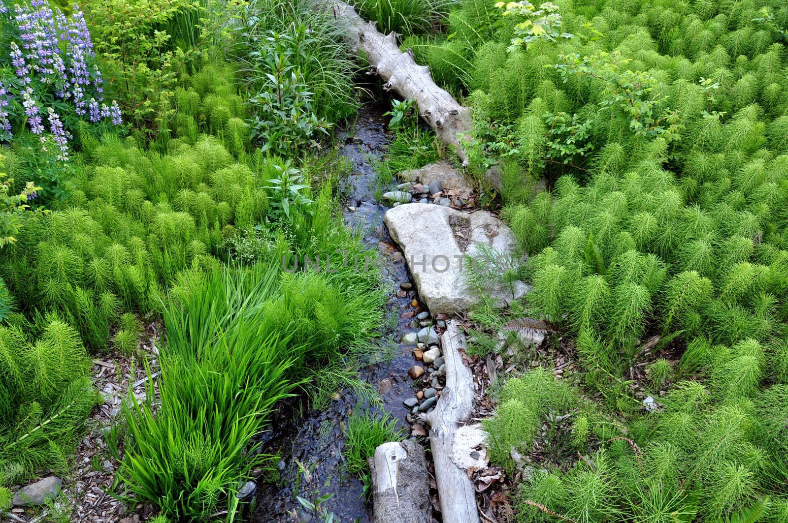 The brook flowing through the spring forest. 