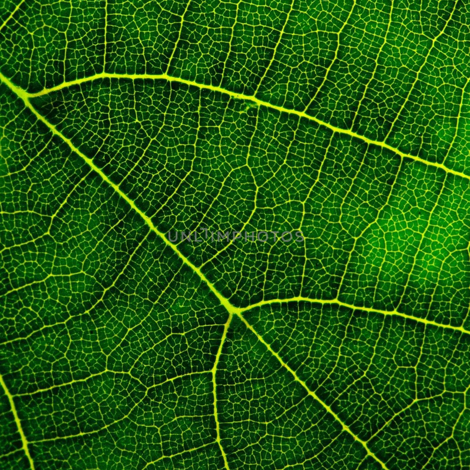 green leaf closeup by marylooo
