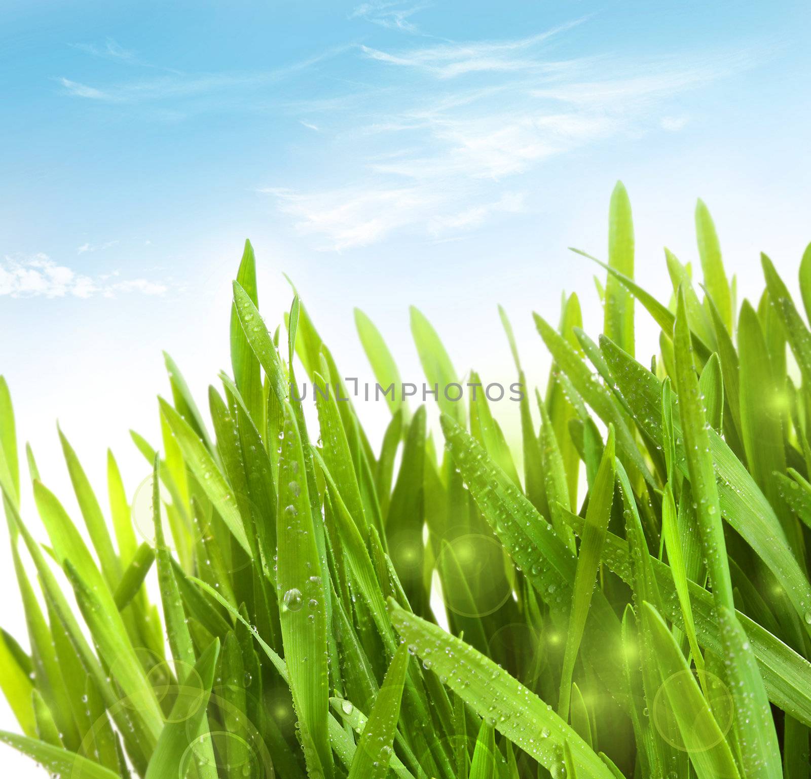 Fresh wheat grass with dew drops against blue sky