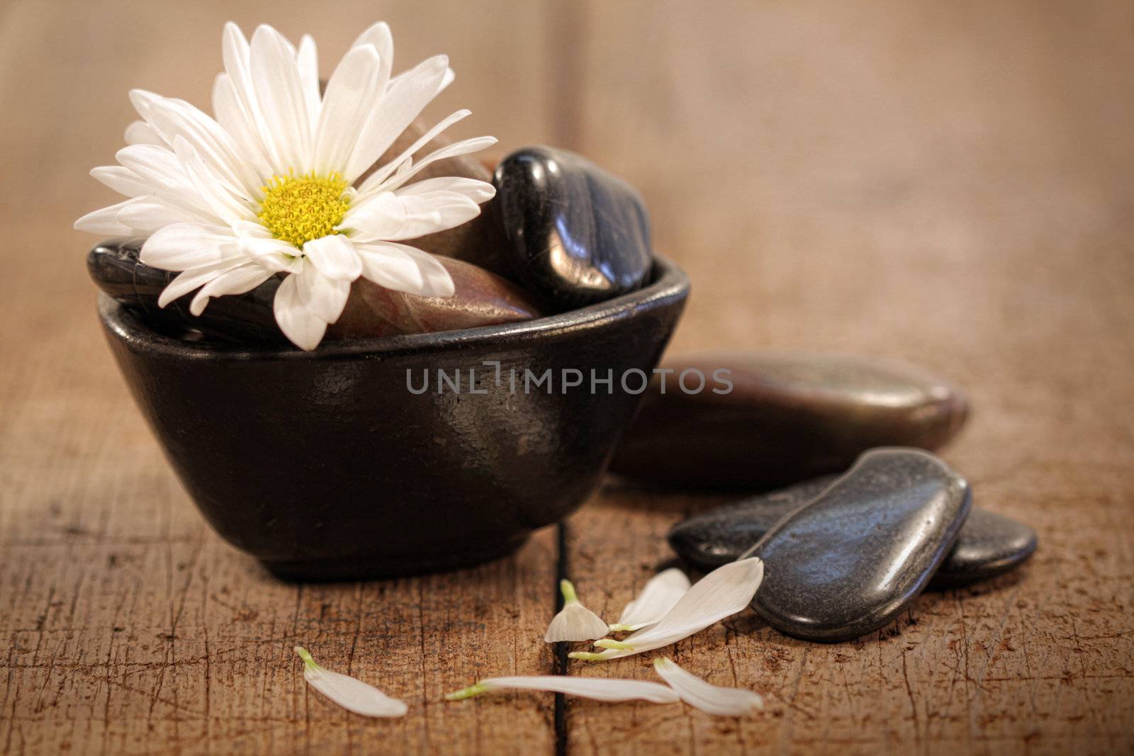 Close up of daisy floating in bowl of water with spa rocks