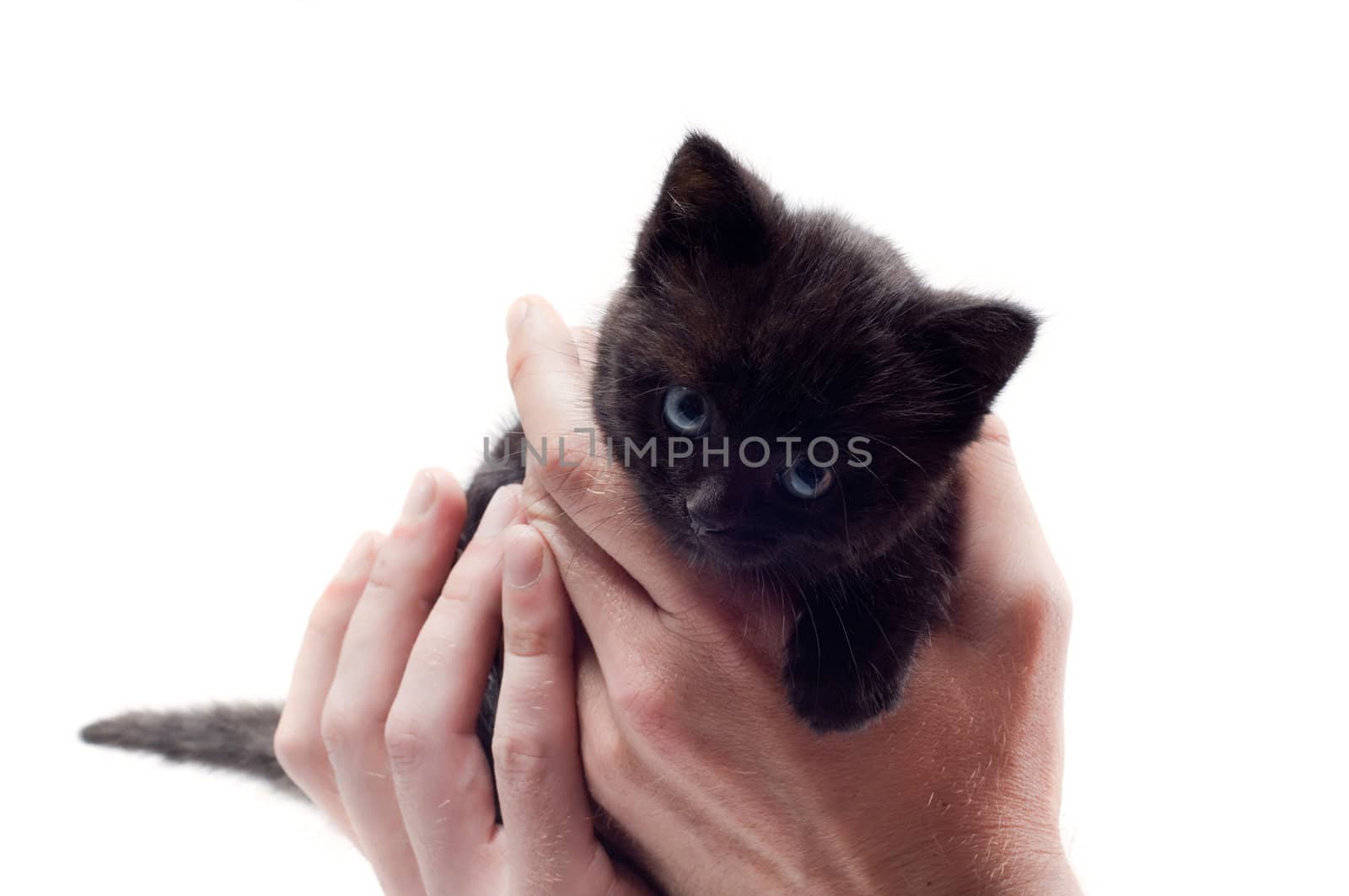 Shot of little cute black kitten isolated on white