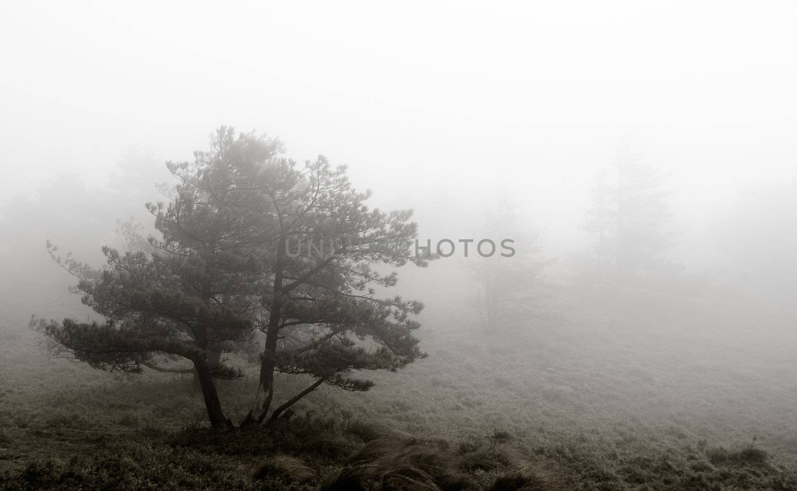 It is a tree stand in the mist.