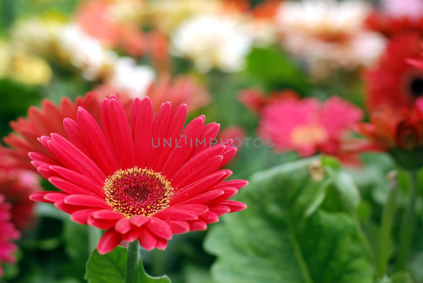 Red Gerbera daisy with shallow depth of field