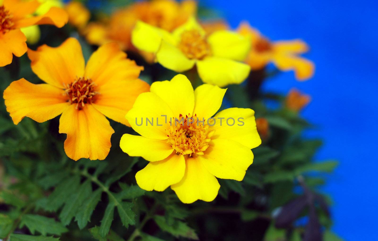 Brilliant yellow and orange marigold flowers poolside creating a vibrant color contrast