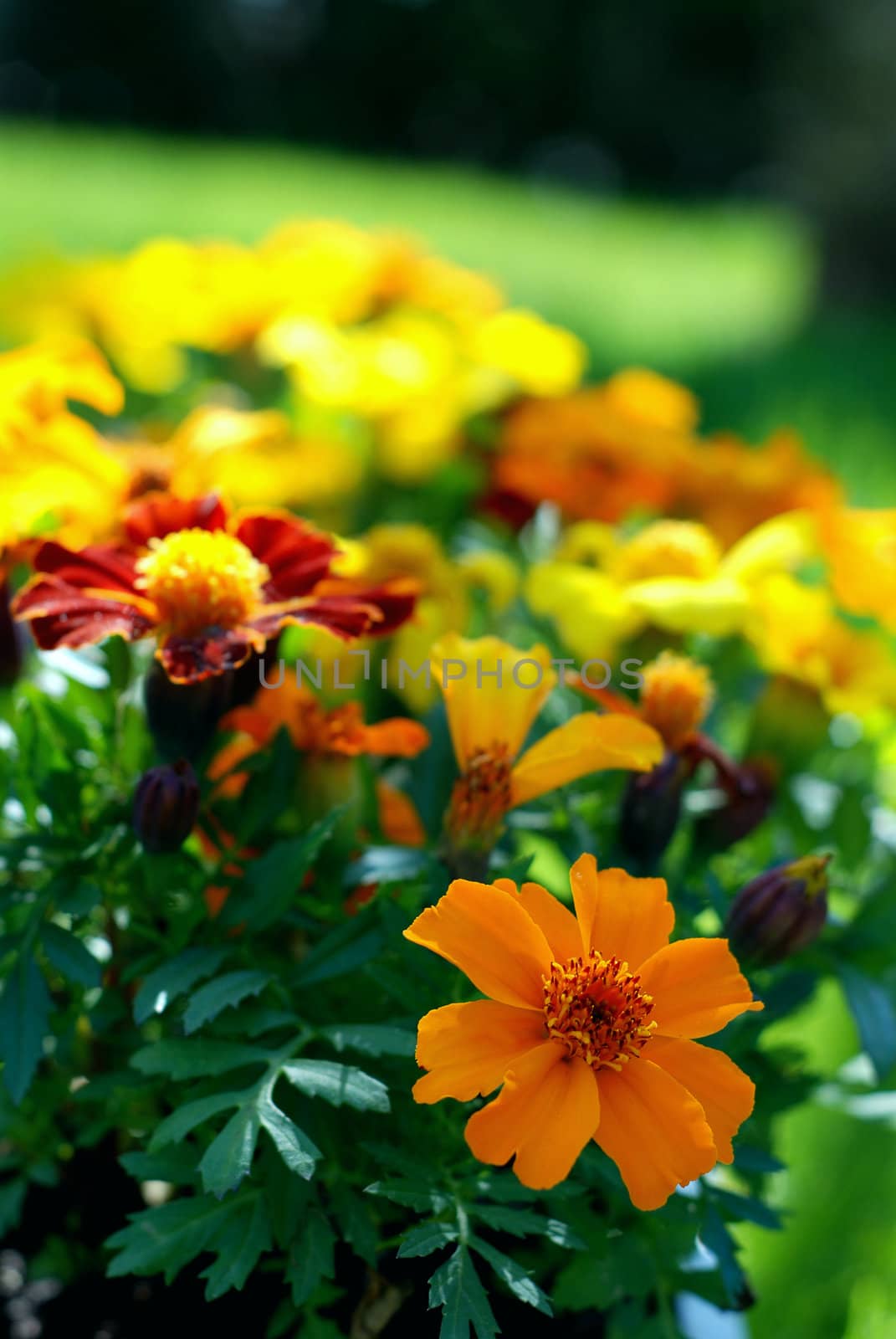 Beautiful blooming marigold plants sitting on a green lawn with summer sunshine