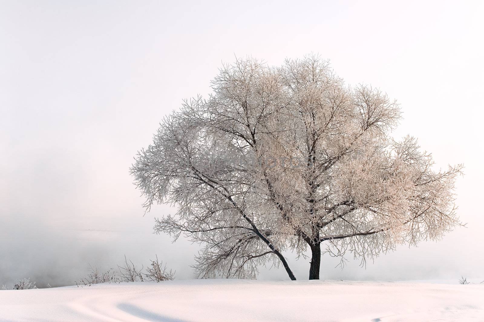 Winter landscape