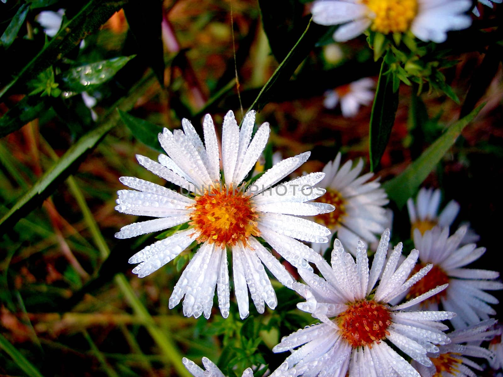 Daisy Fleabane flowers coated in dew droplets