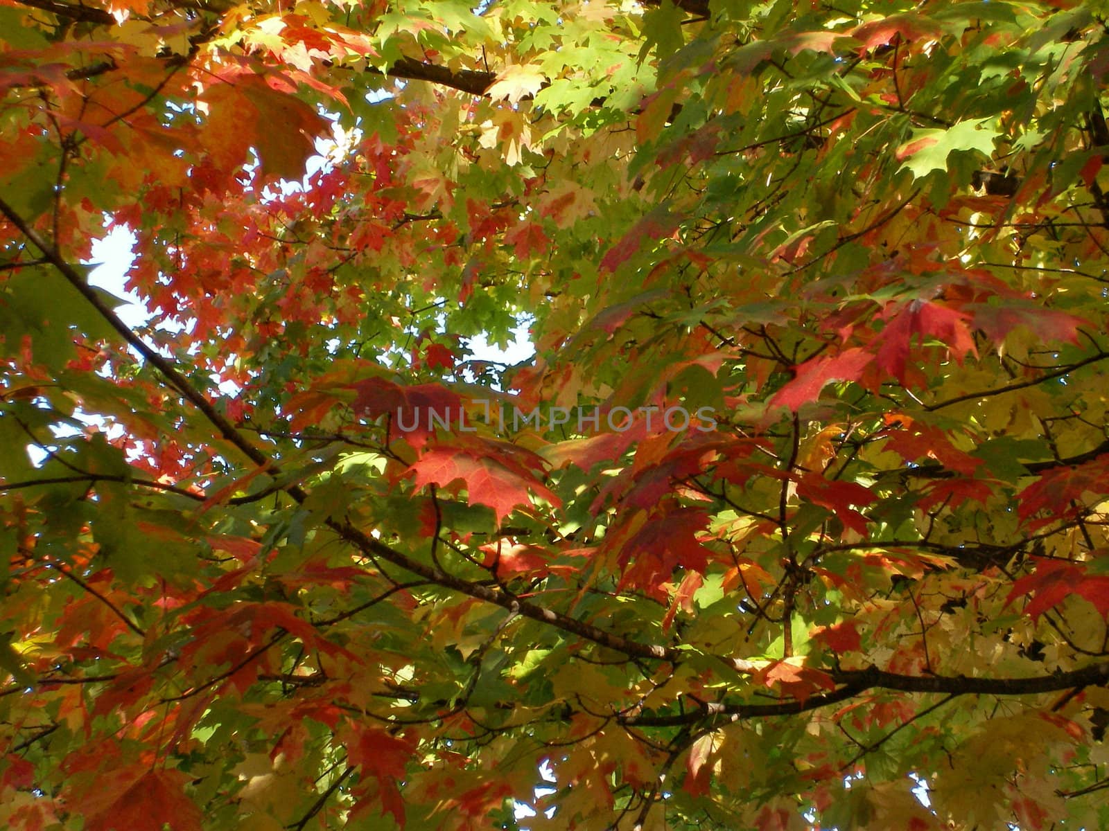 A background photo of colorful autumn leaves still on the tree.