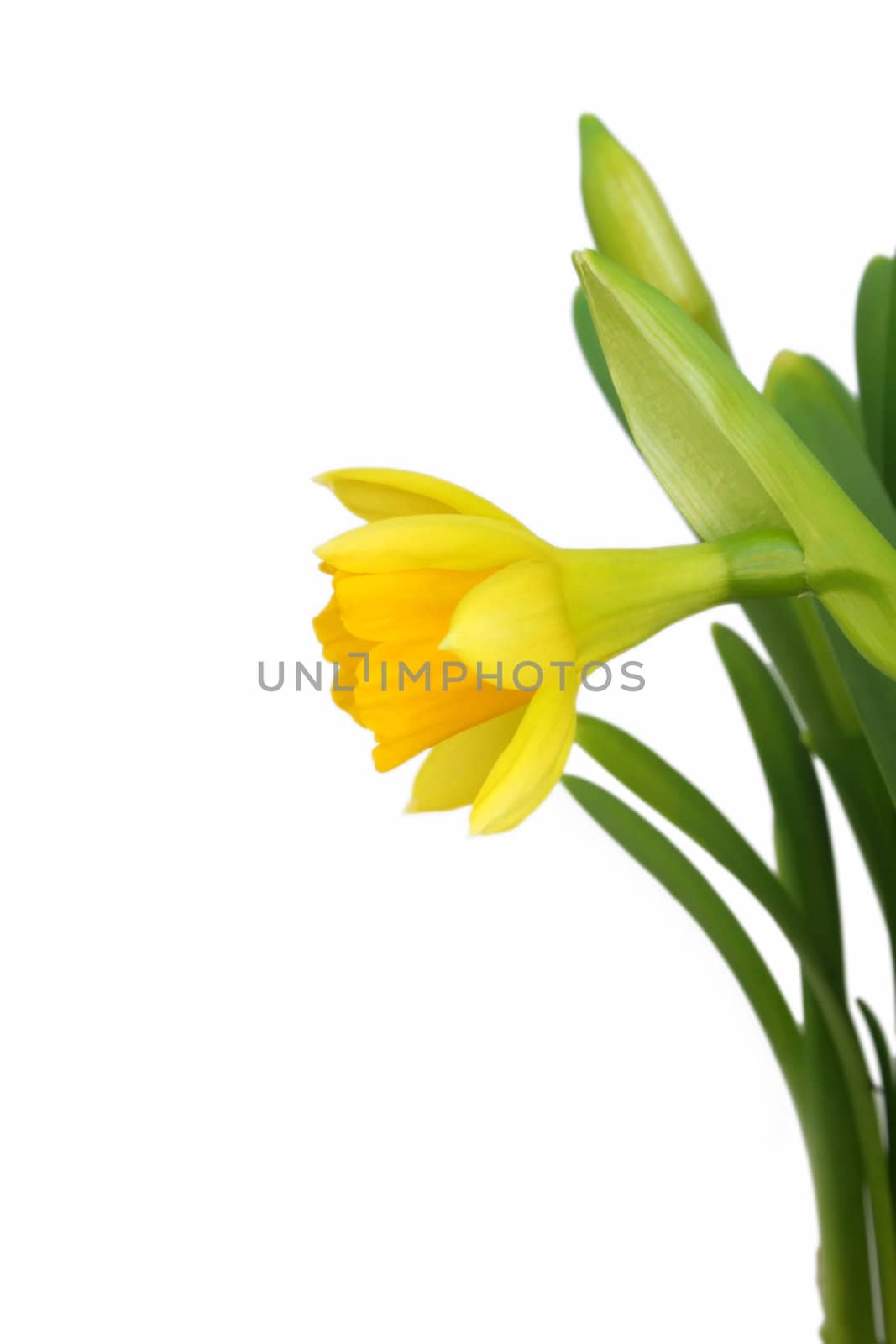 a profile view of a daffodil isolated on a white background.