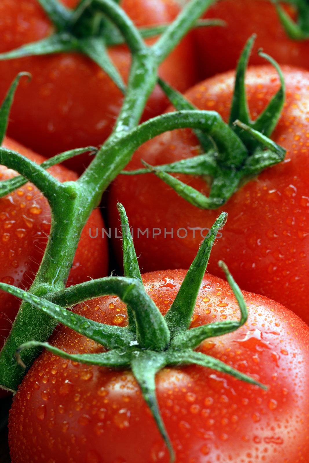 A shallow depth of field image of tomatoes on the vine.
