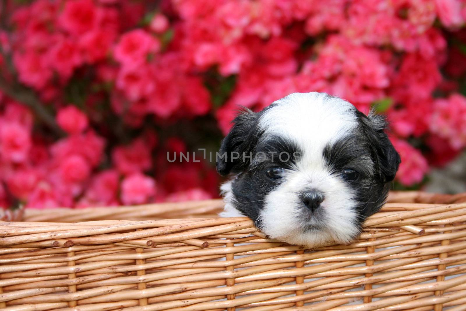 Shih Tzu Puppy by thephotoguy