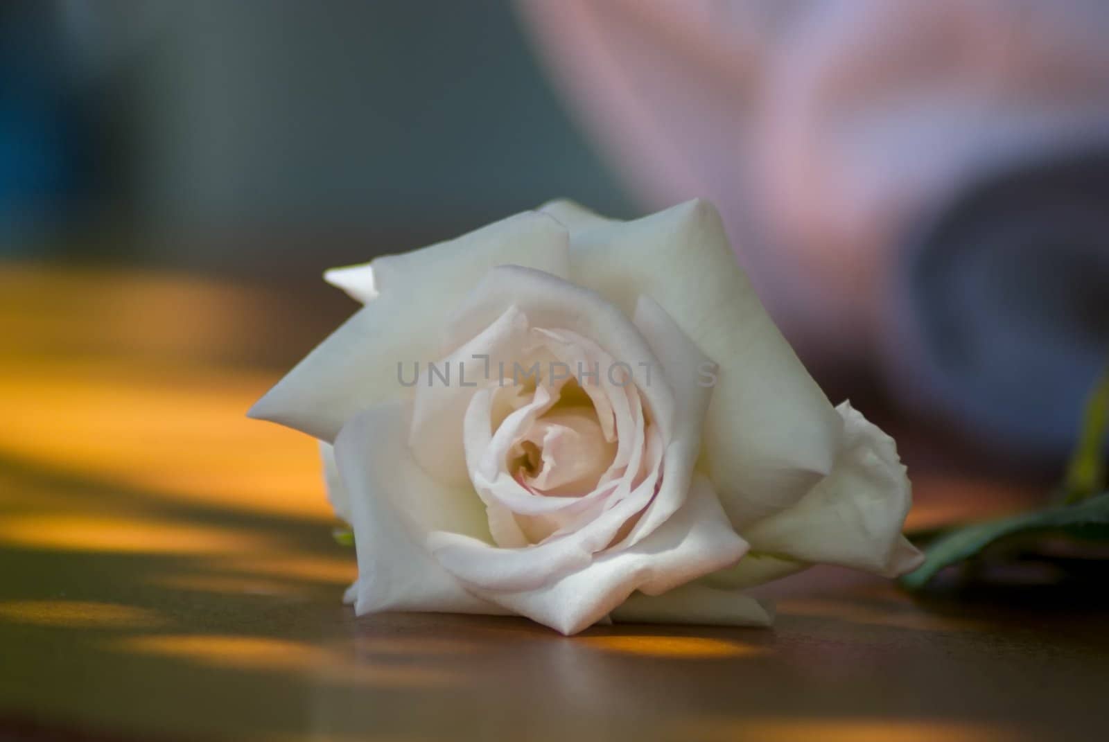Close up of a beautiful white rose 
