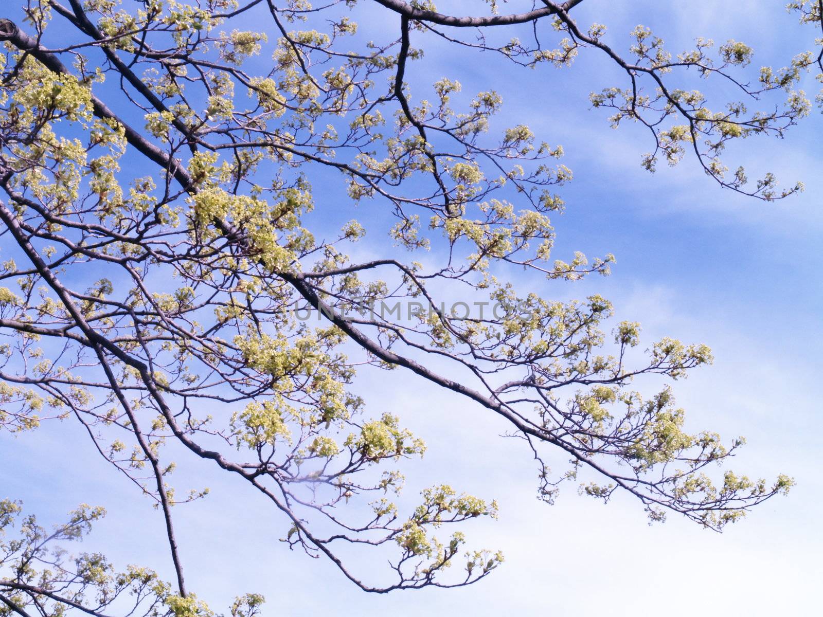 blooming branches