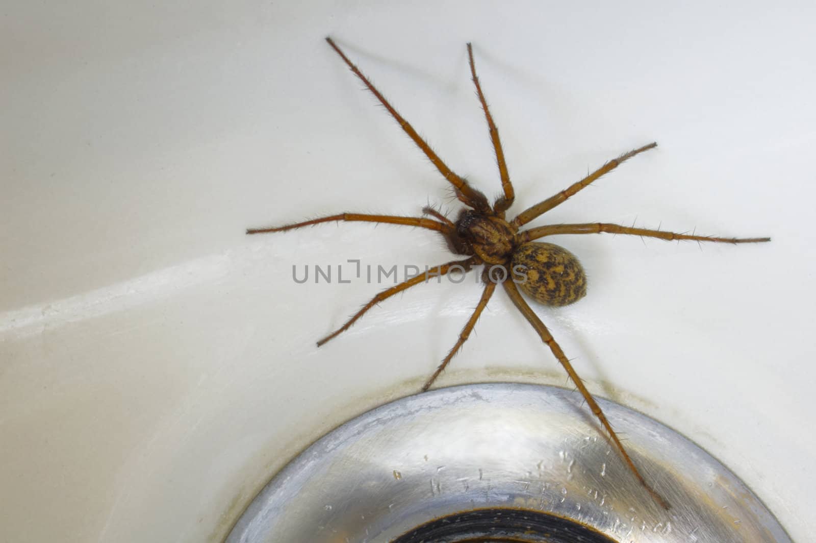 A common house spider (Tegenaria gigantea) trapped in the bath. Space for text on the white of the porcelain.