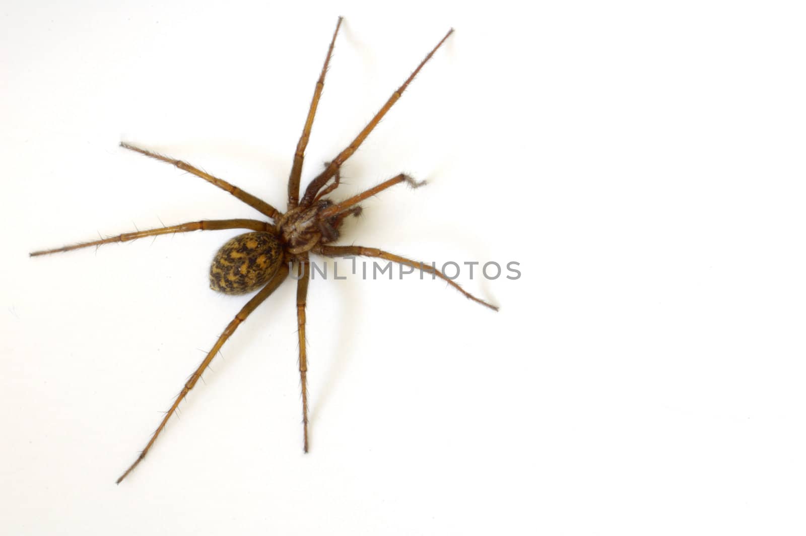 A common house spider (Tegenaria gigantea) isolated on a white background.