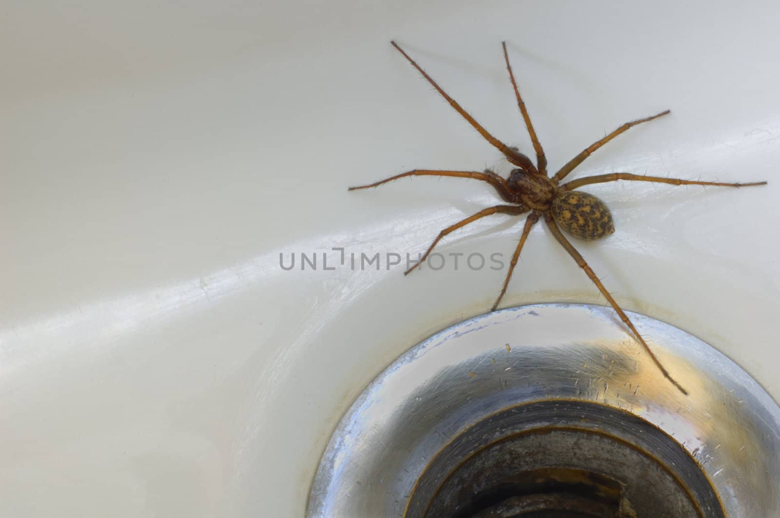 A common house spider (Tegenaria gigantea) trapped in the bath. Space for text on the white of the porcelain.