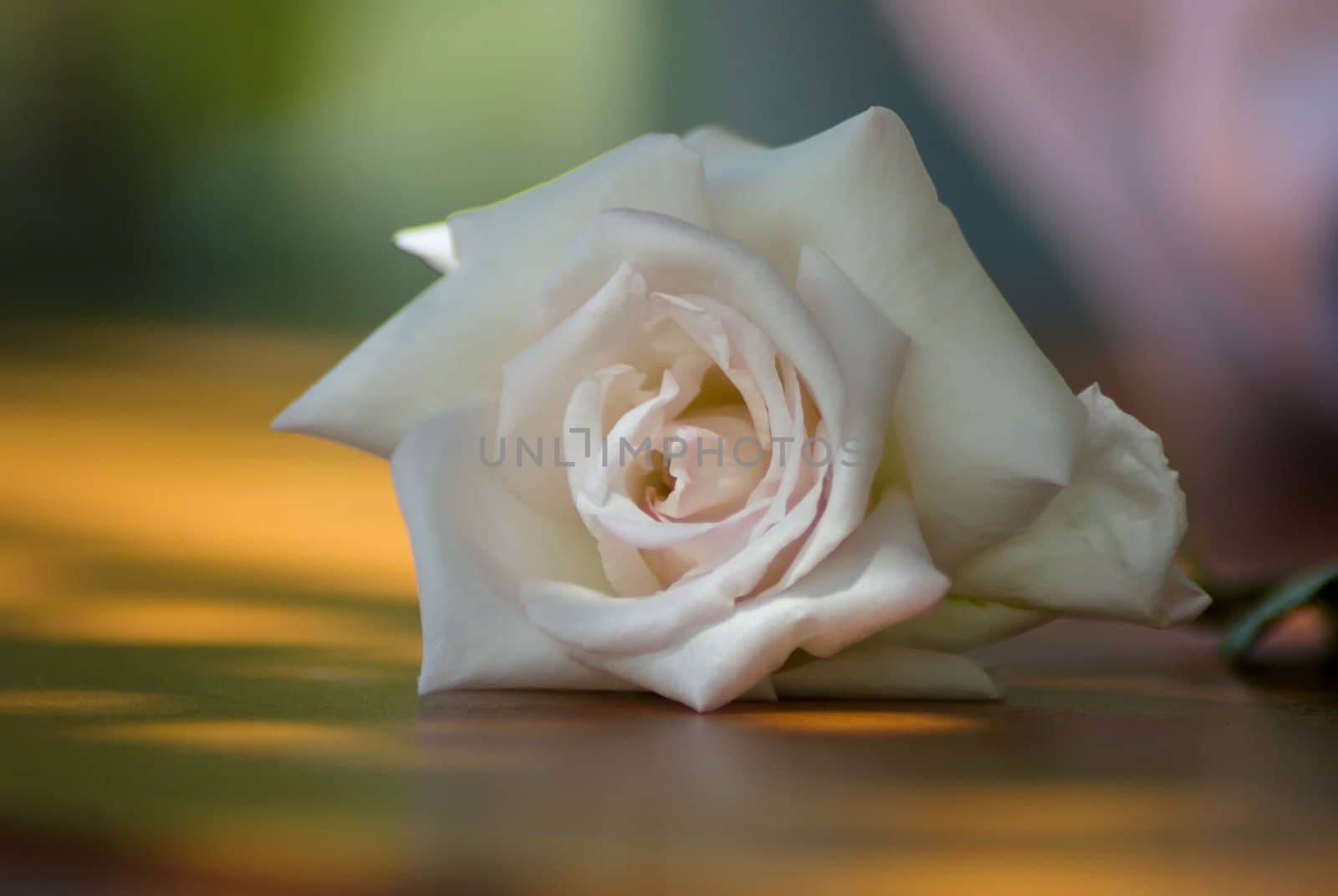Close up of a beautiful white rose 