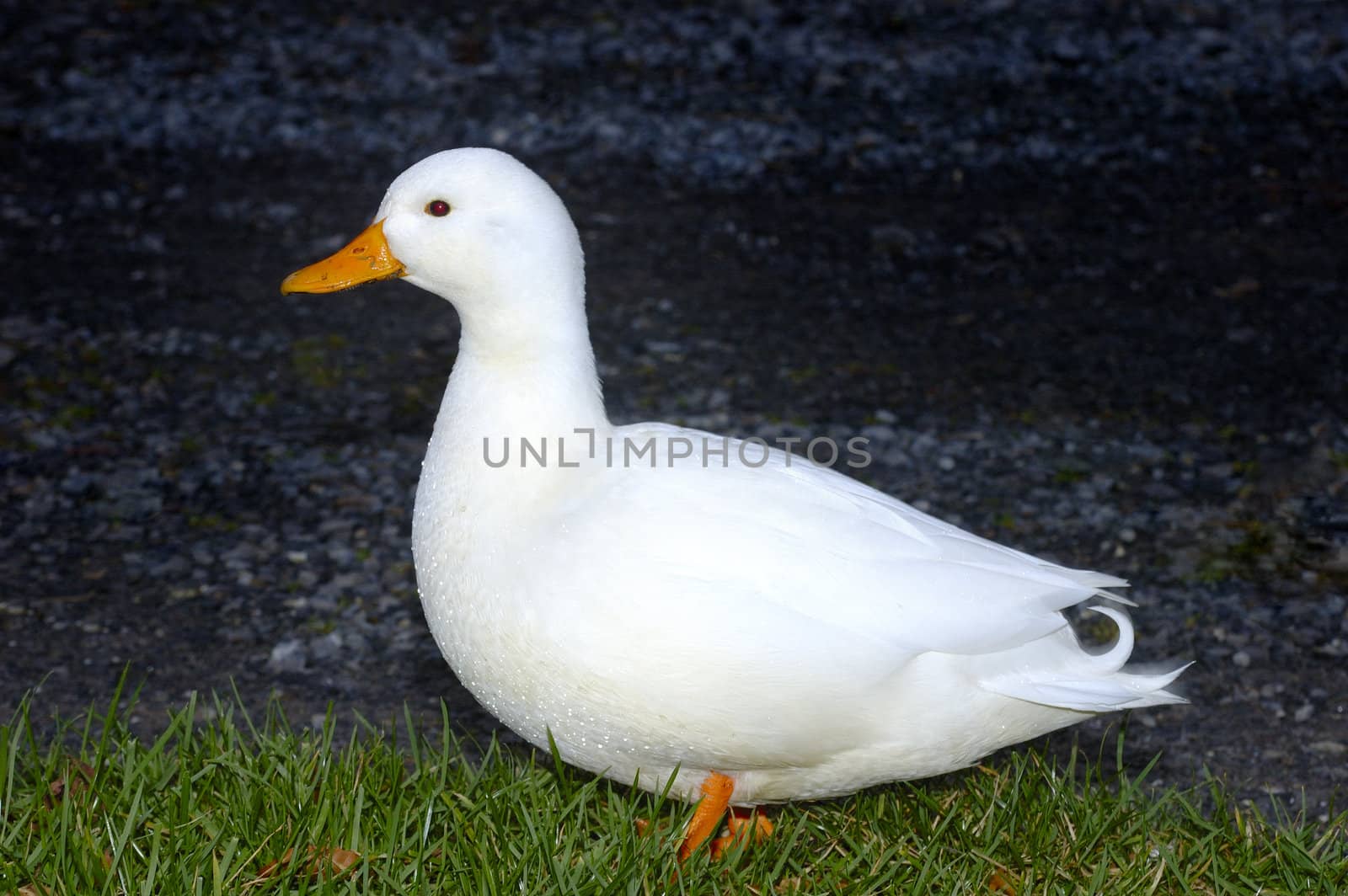 White duck by Bateleur