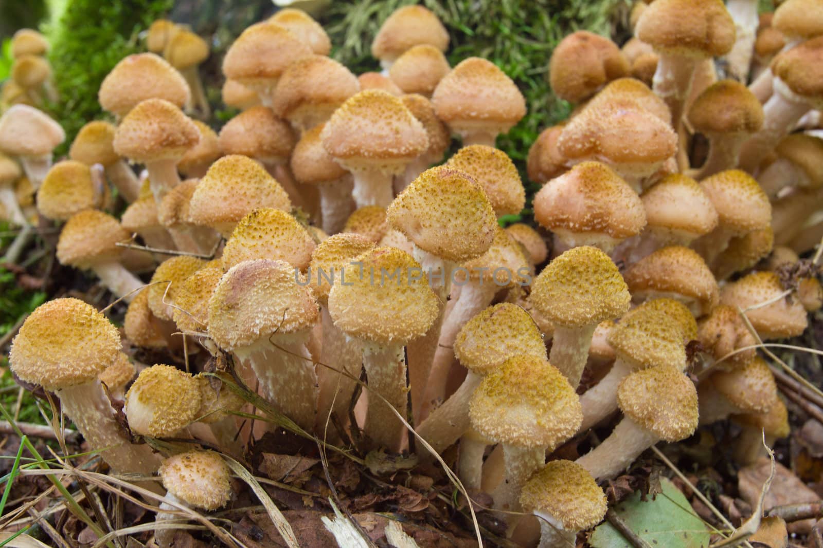 agaric honey fungus in forest