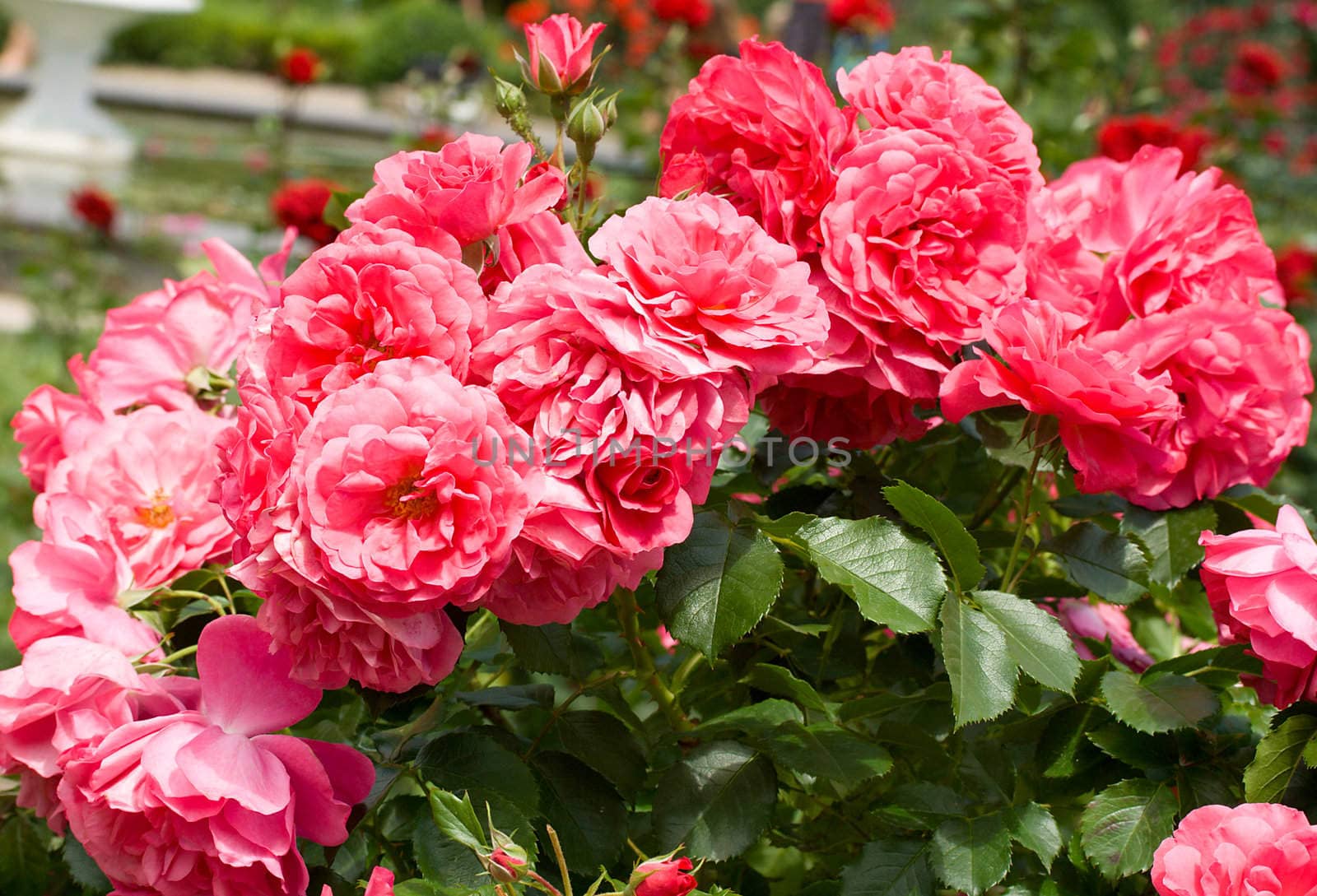 bush of beautiful pink roses by Alekcey