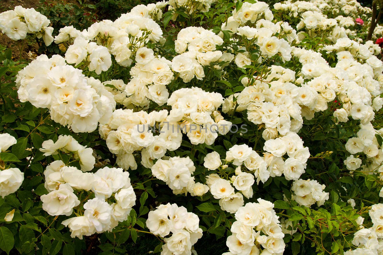 bush of beautiful white roses by Alekcey