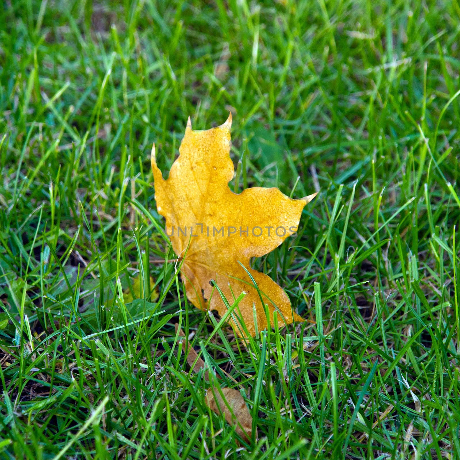 A maple leaf on green grass in early morning