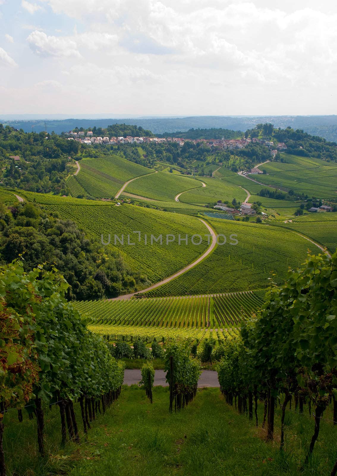 Vineyard in the fall of Stuttgart, Germany