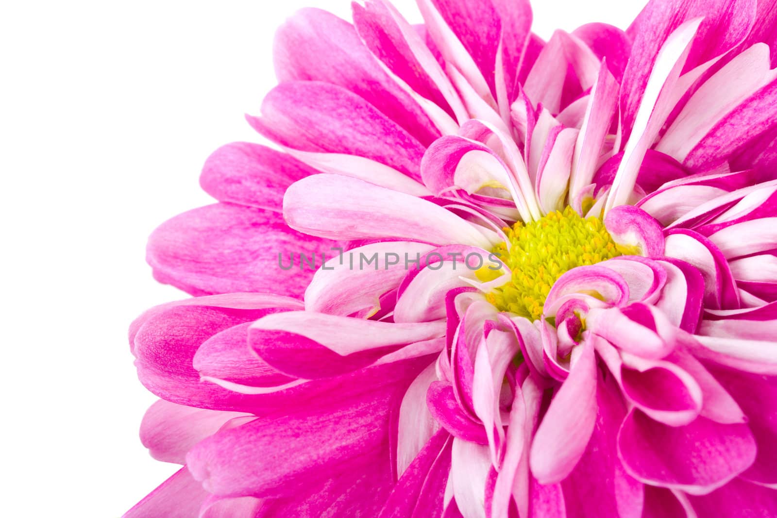 pink chrysanthemum flower, isolated on white