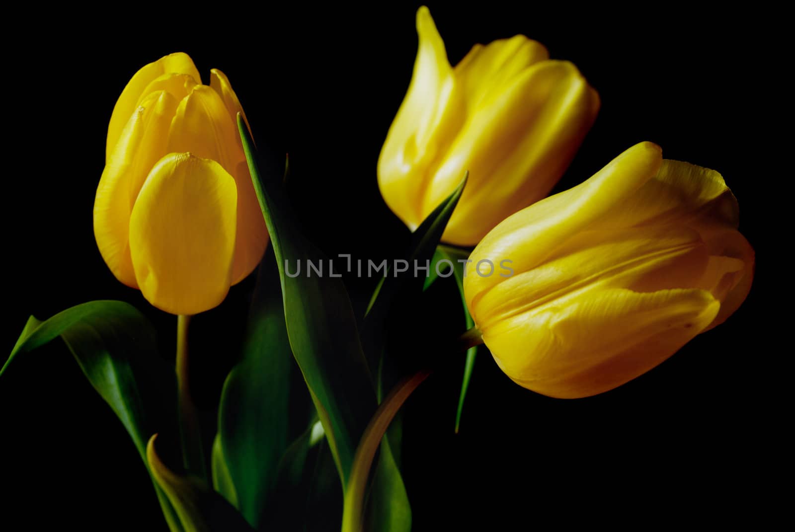 Yellow tulip by fahrner