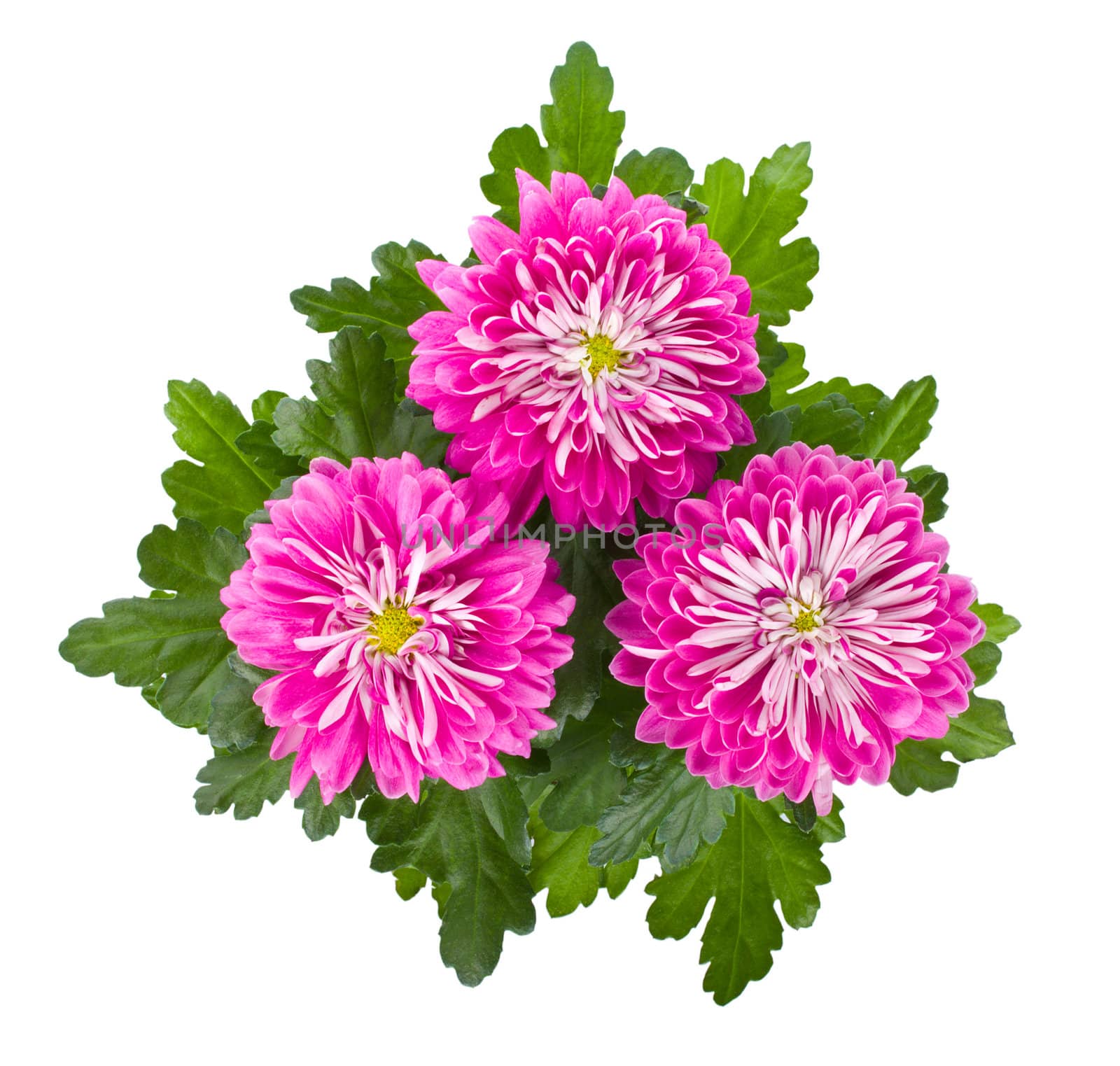 pink chrysanthemum flowers by Alekcey