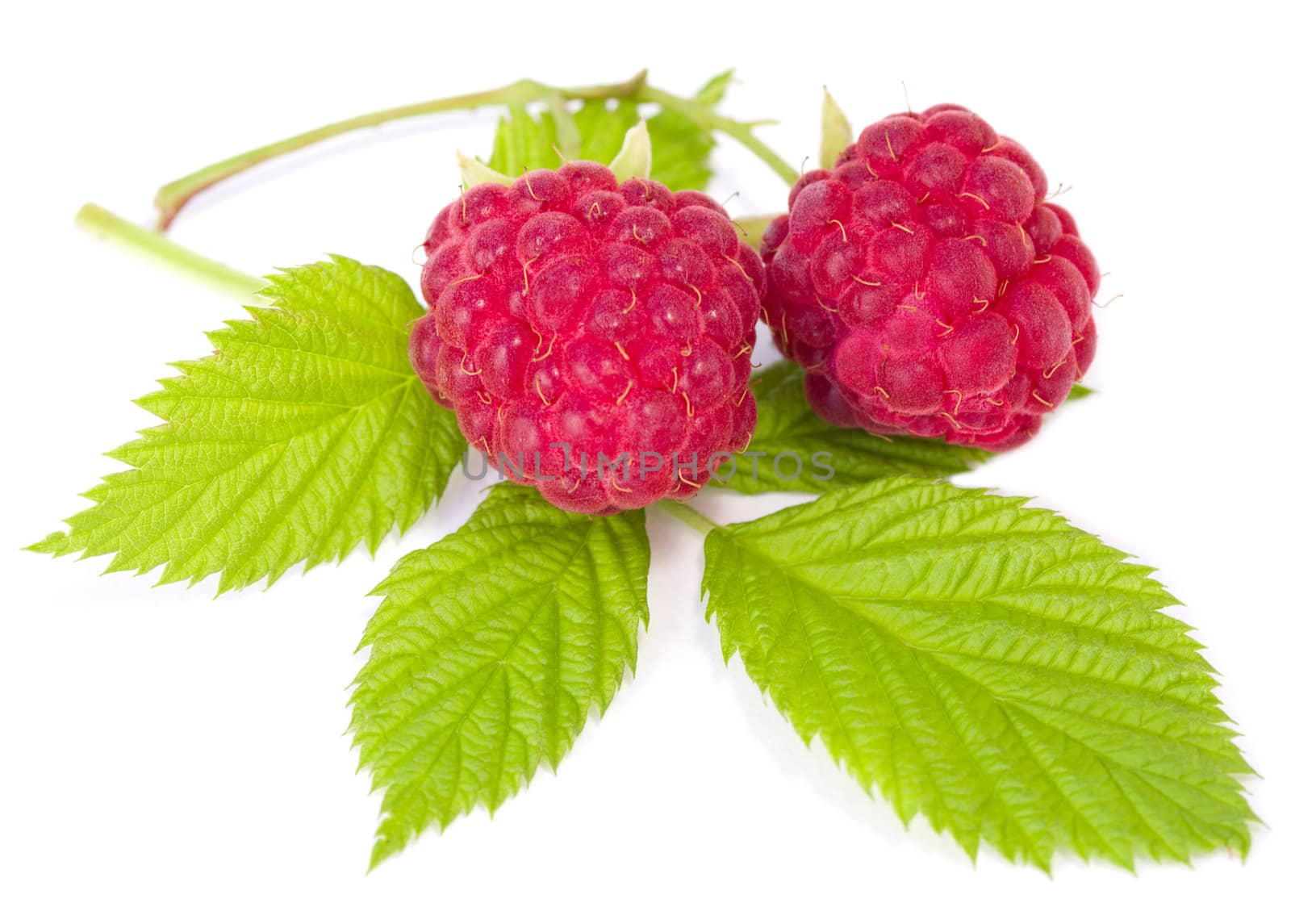 branch of two ripe raspberries with leaves, isolated on white