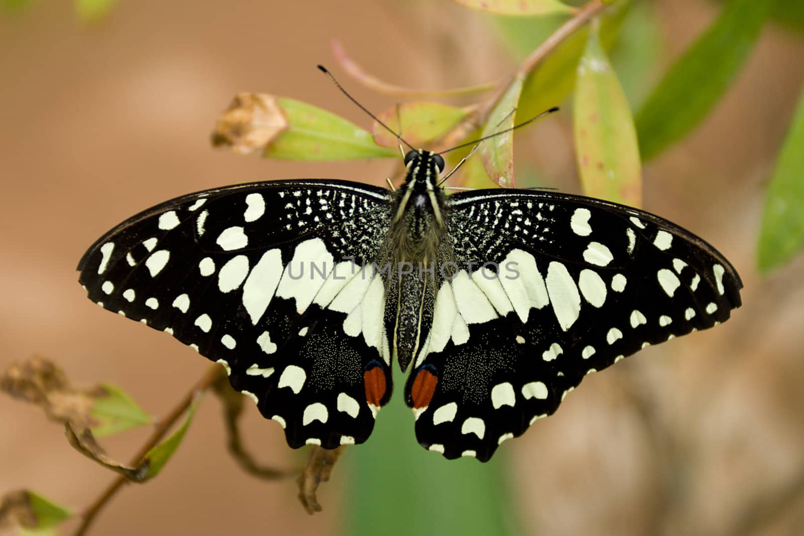 swallowtail lemon butterfly sitting on twig (papilio demoleus)