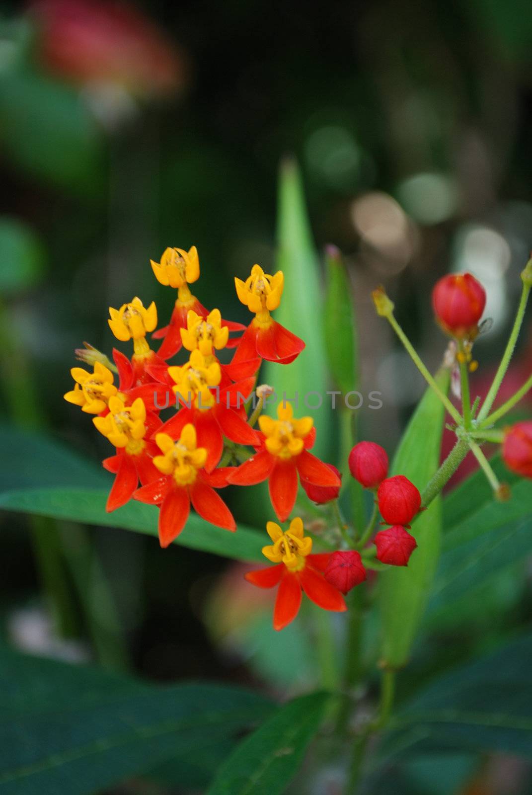 milk weed with its bright yellow and red colors