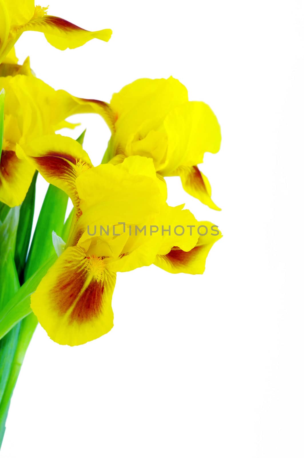 Yellow iris flower isolated on a white background with place for text