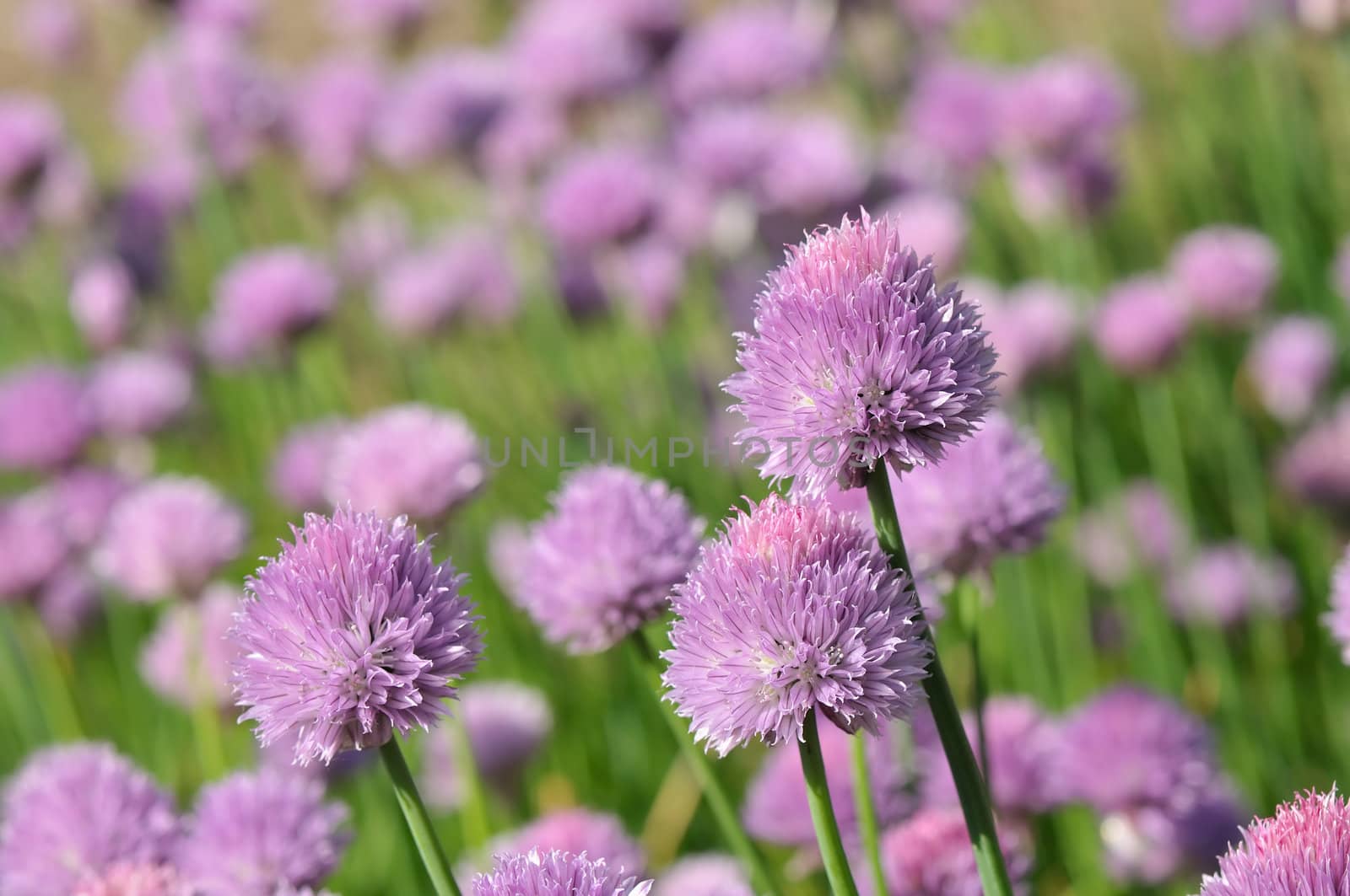 Chive flowers in the garden on a sunny day