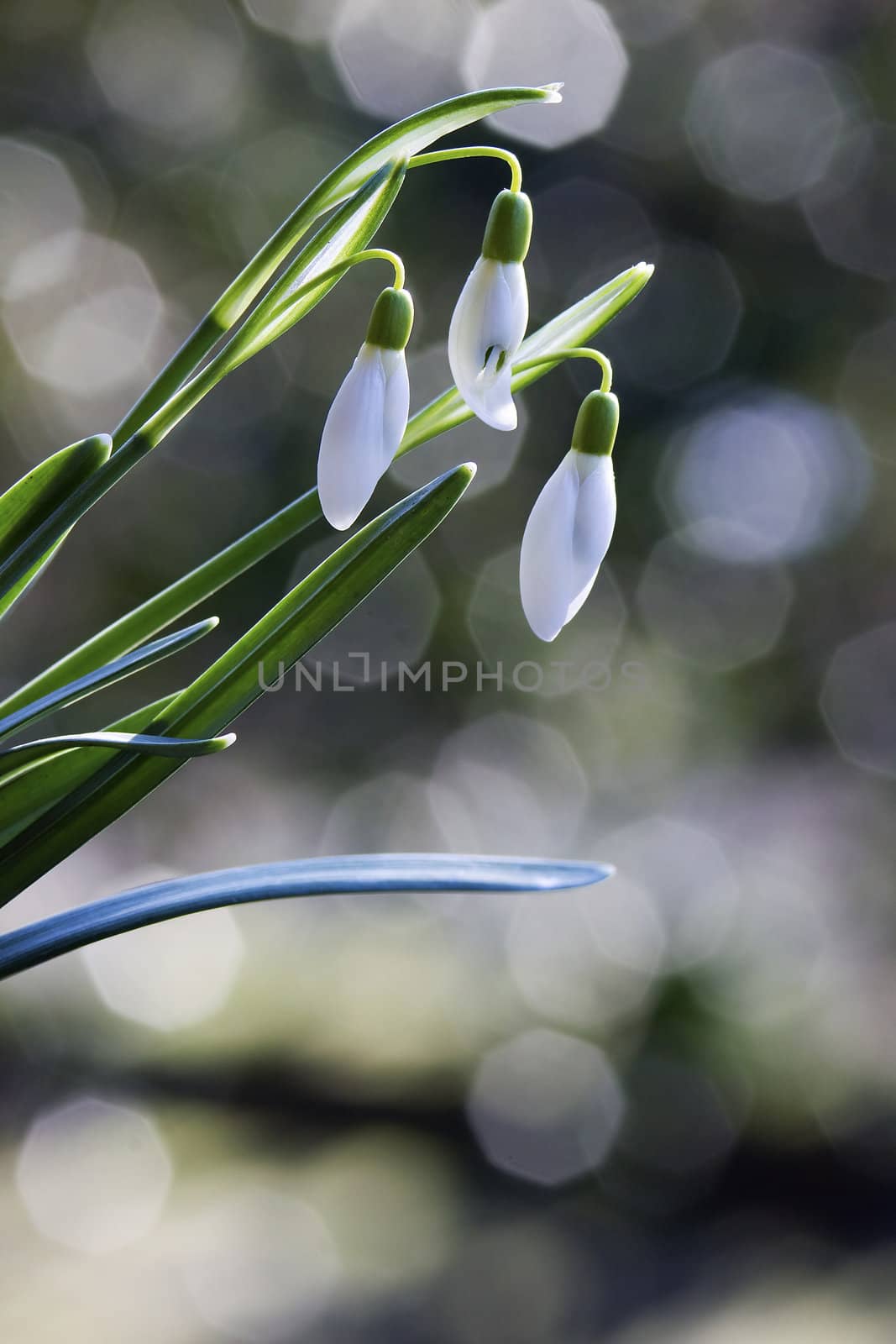 snowdrops - symbol of spring by miradrozdowski