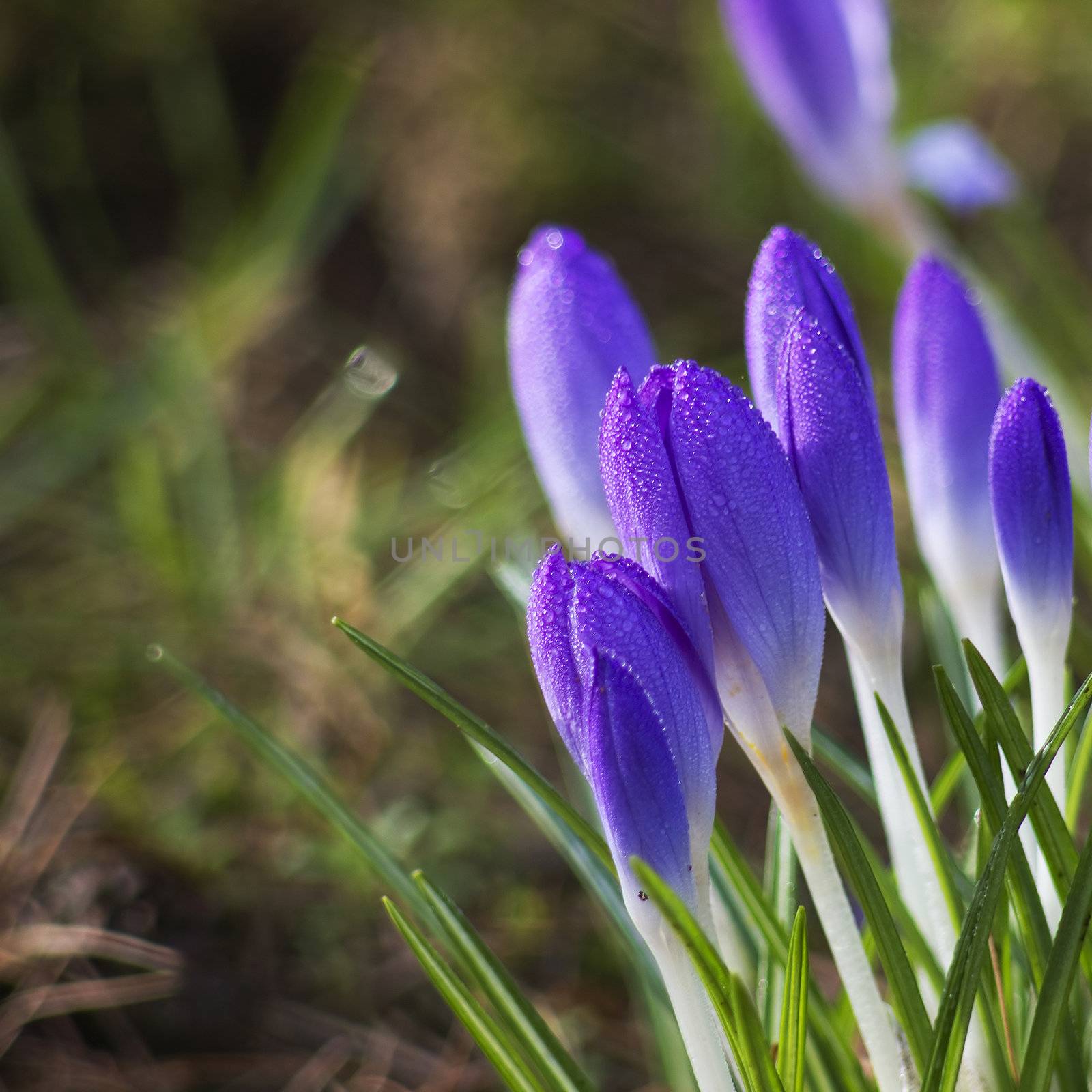 lot of purple crocus flowers in spring  by miradrozdowski