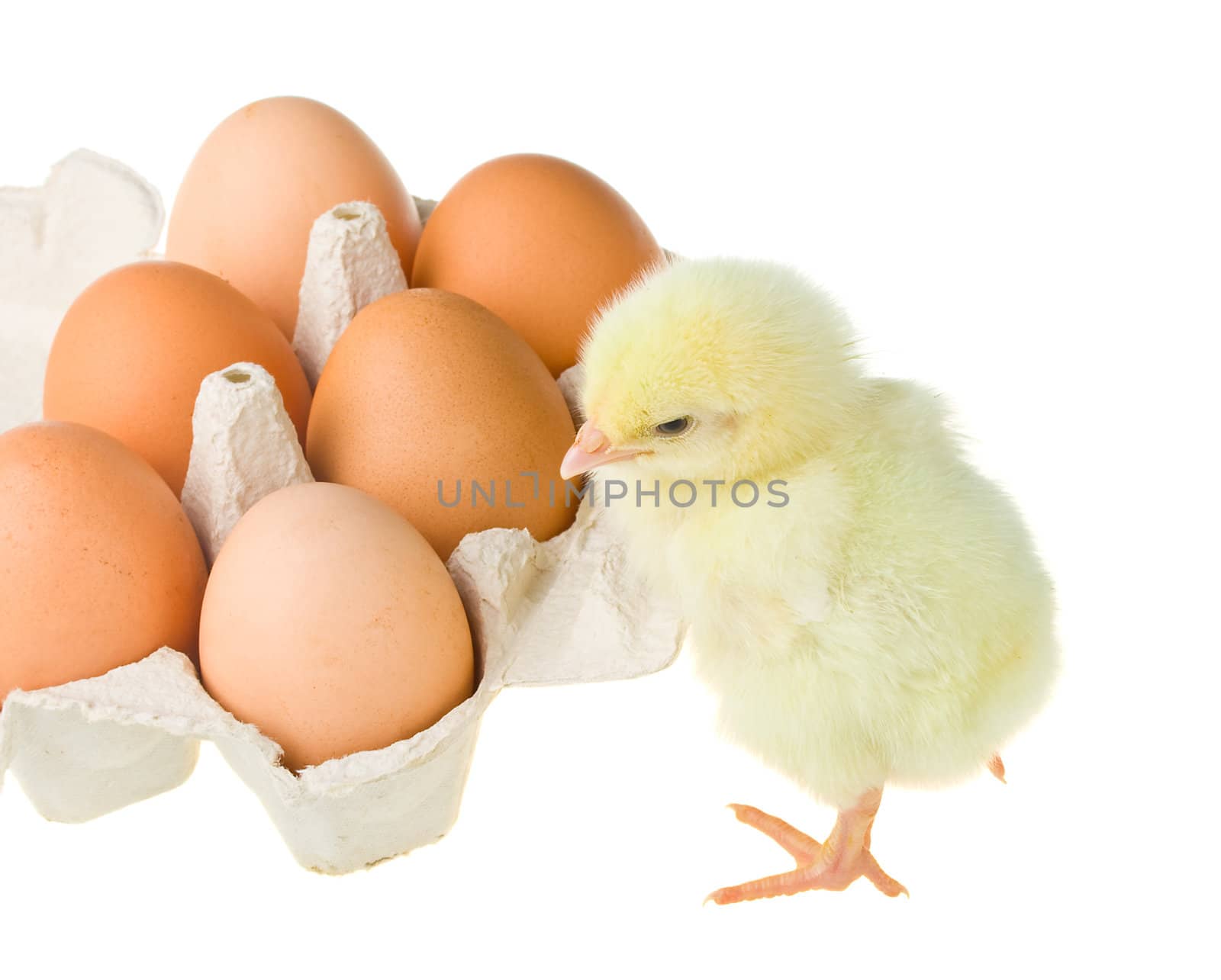 chick waiting brothers from eggs, isolated on white