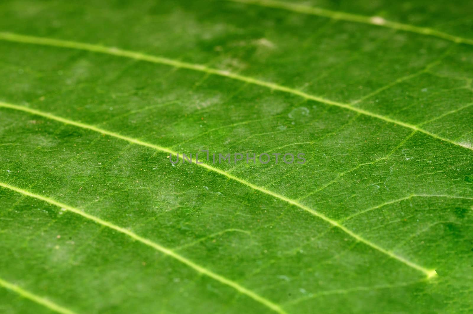 Extreme close up of a green leaf macro