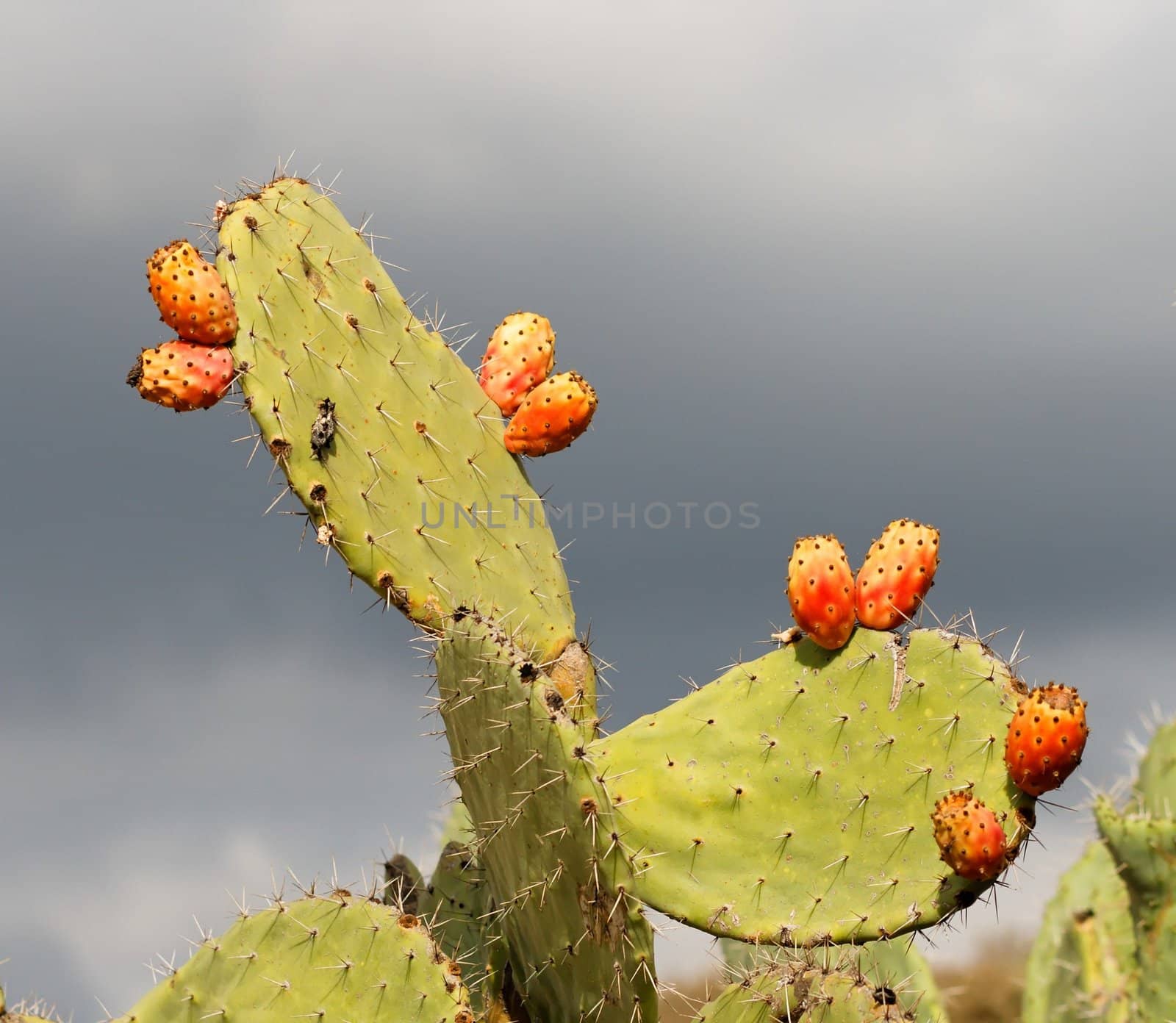 Fruits of tzabar cactus, or prickly pear (Opuntia ficus Indica)