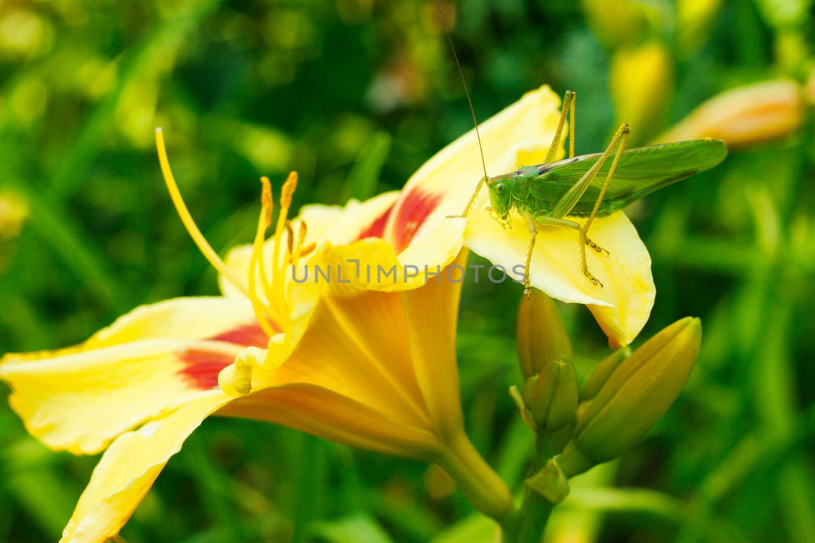 Grasshopper on lily flower