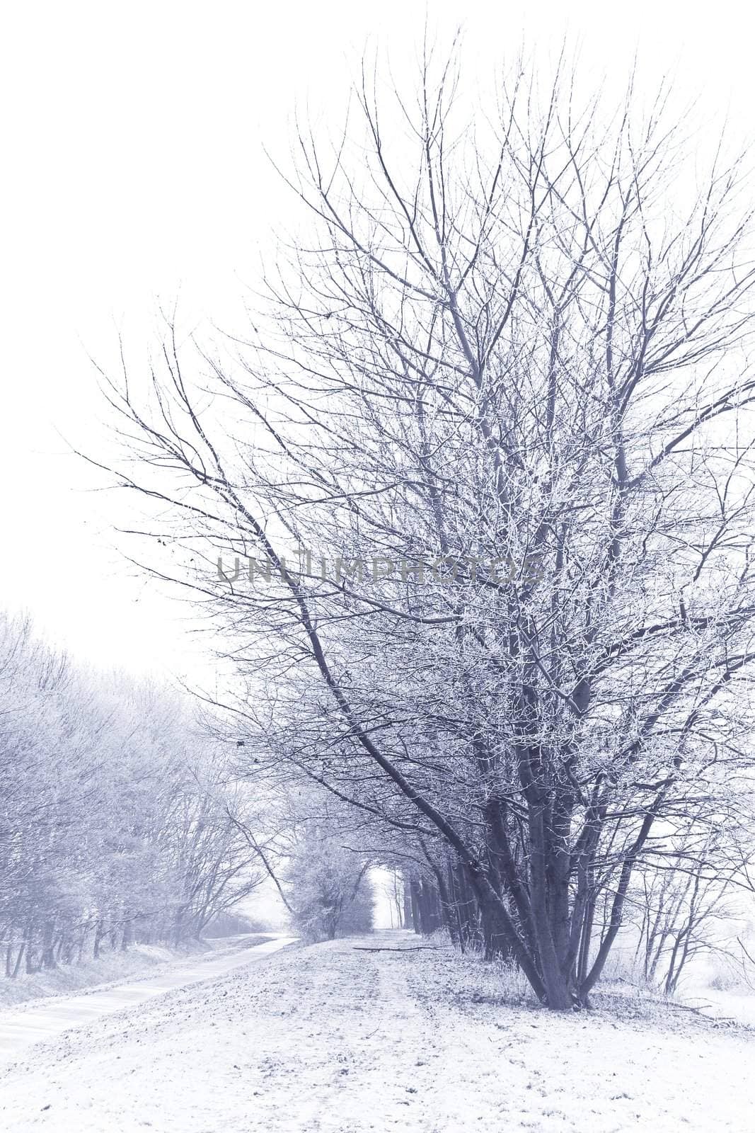 Blue, cold and white snowy landscape. It's winter 