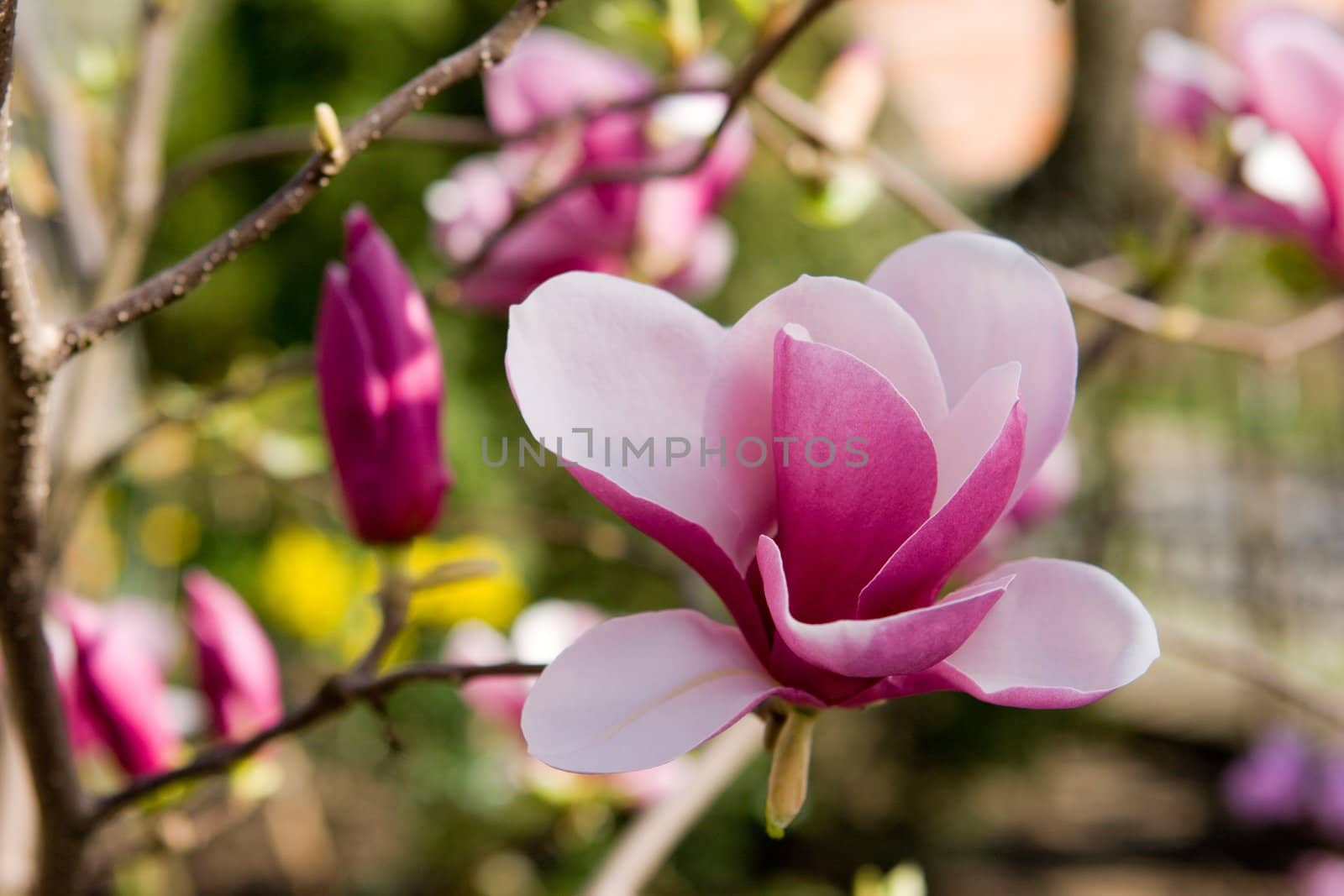 Pink magnolia blossom