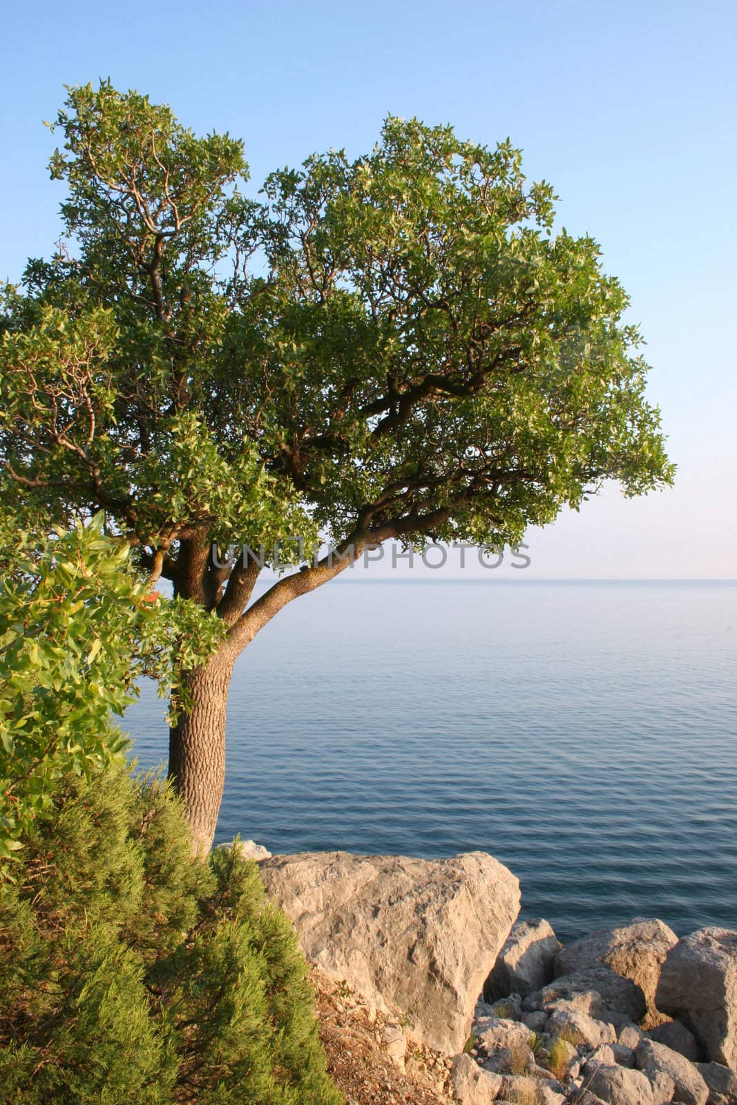 A single tree on the sea shore by igor_stramyk